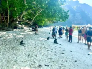 Monkey Beach