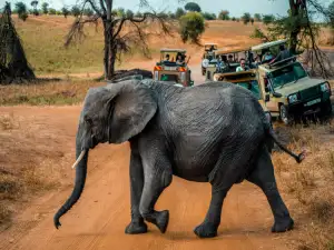 Wildlife Adventure Tours